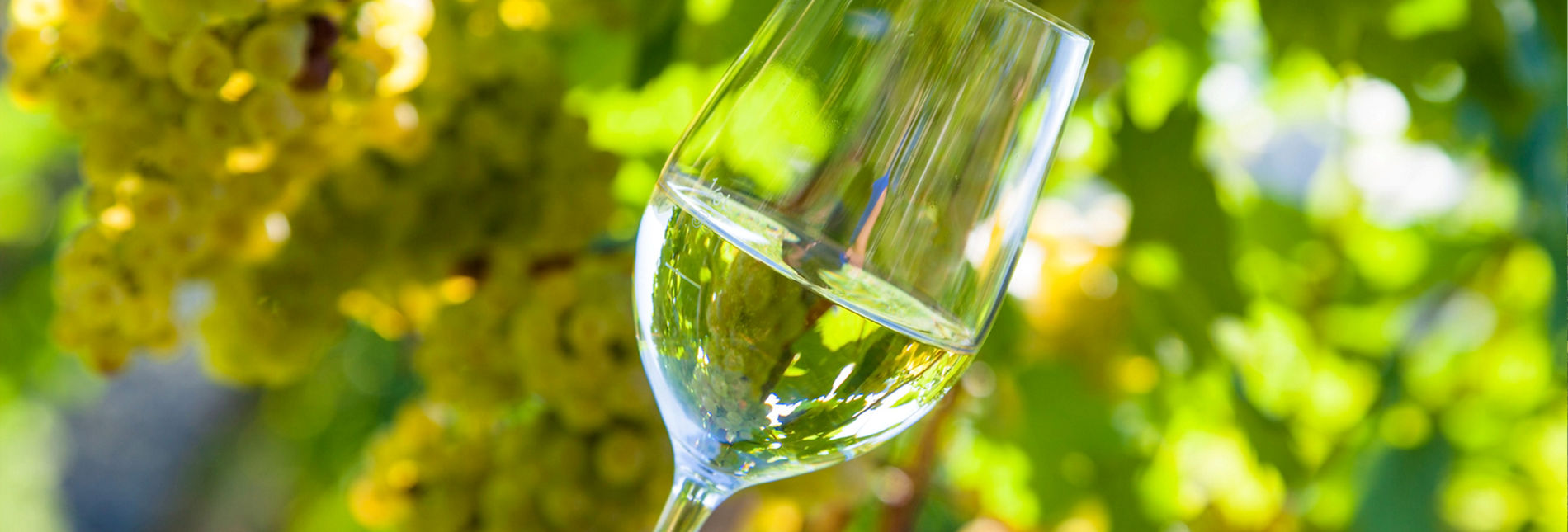 Wilthingen an der Saar - Weingut Borens - Saarwein, Riesling, Burgunder